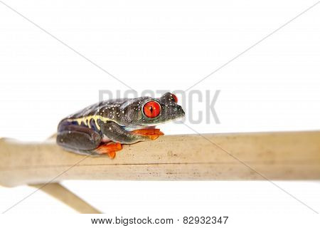 Red eyed tree frog at night on white background