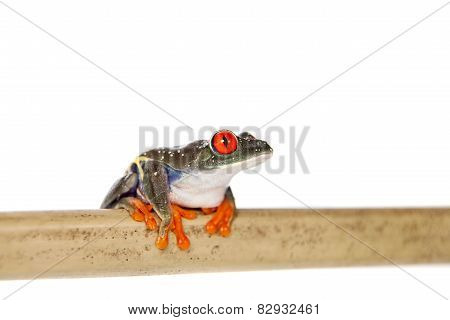 Red eyed tree frog at night on white background
