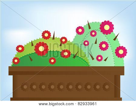 Two cactus with flowers