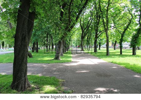 Beautiful Park With Many Green Trees