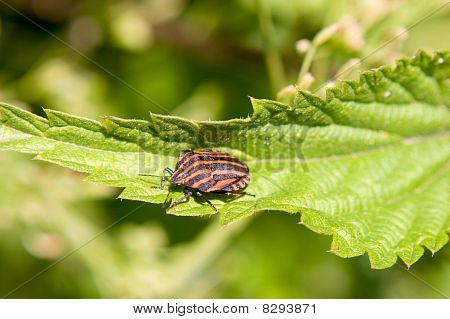 Stinke Bug