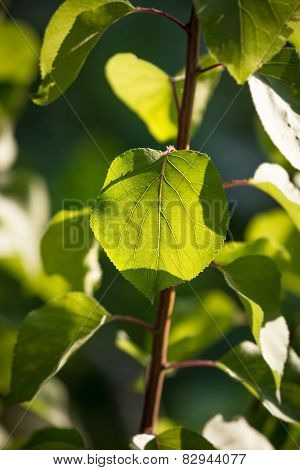 Backlit Fresh Green Leaf On Branch