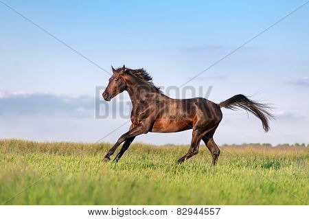 Young brown horse galloping, jumping on the field on a neutral background