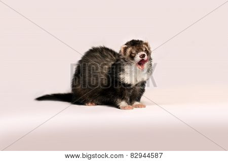 Beautiful furry ferret gently licked on a pink background.