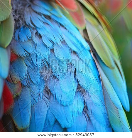 Greenwinged Macaw Feathers