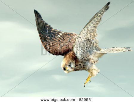 Swooping abajo Falcon