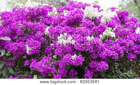 Bougainvillea Flowers Pink On Tree.