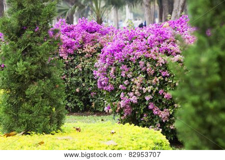 Bougainvillea Flowers Pink On Tree.