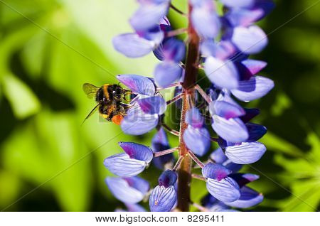 Hummel auf Lupinen