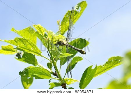 Ophiogomphus Cecilia. Dragonfly On The Green Leaves And Sky Background