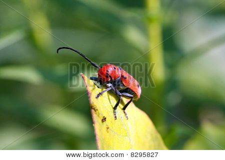 Červená Milkweed brouk