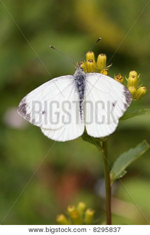 Pieris Brassicae