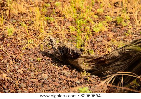 Canarian Lizard