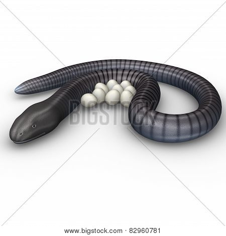 Ichthyophis glutinosus