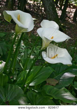 Cala Liliy fiori