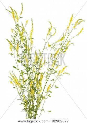 Melilotus Officinalis
