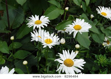 Gänseblümchen