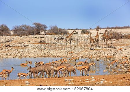 Etosha waterhole teeming with animals