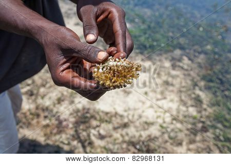 Hands  Holding Corals