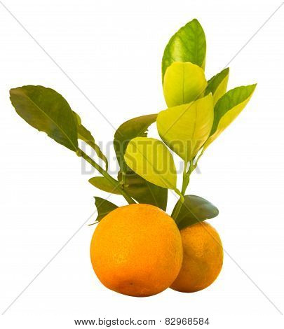 orange