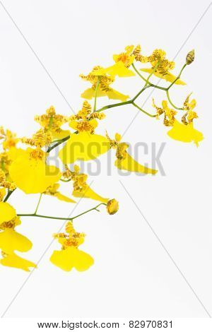 Yellow Oncidium Dancing Lady Orchids