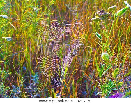 Netzwerk für den Fang von Insekten