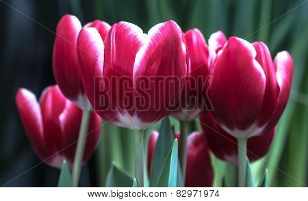 Tulips are bringers of the spring