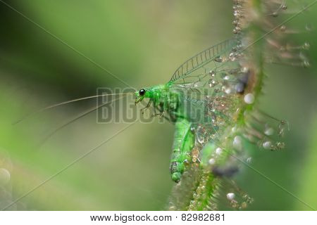 Chrysopidaes eyes when sundew consume it