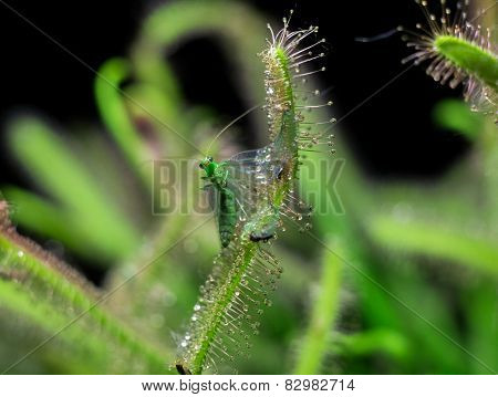 Chrysopidae catched by sundew