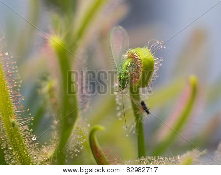 Chrysopidae catched by sundew