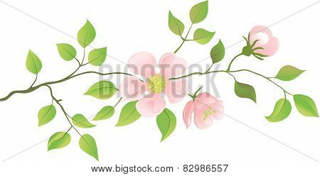 Flowering peach branches.