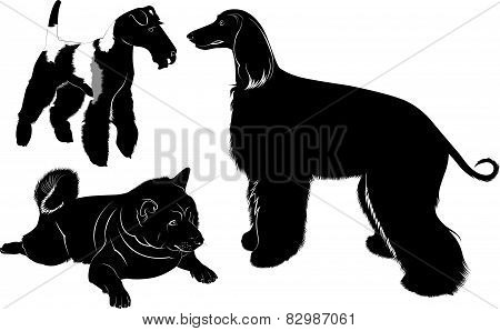 dogs