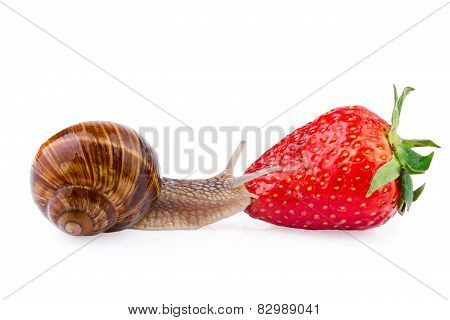 Garden Snail and Strawberry