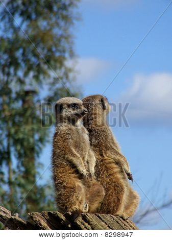 Meercats sur affût de danger