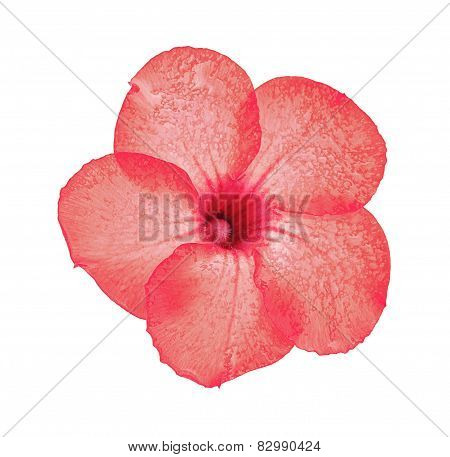 Desert Rose (adenium Obesum Flower) On White Background