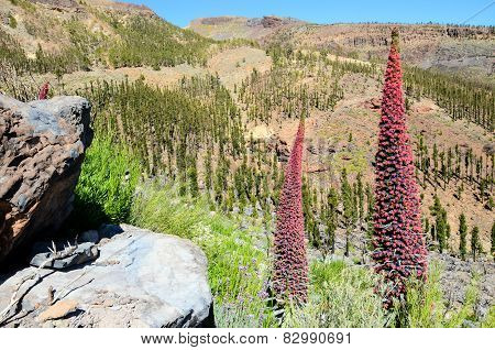 Tajinaste Flower of Tenerife Island
