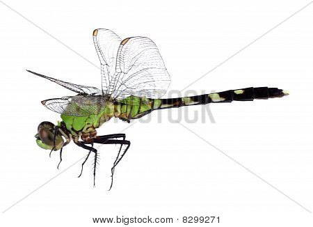 Východní Pondhawk Dragonfly, Erythemis Simplicicollis