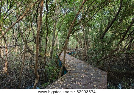 The Forest Mangrove