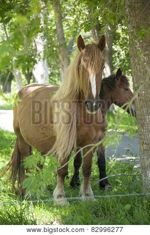 Blonde Horse
