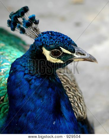 Poppey galo 1