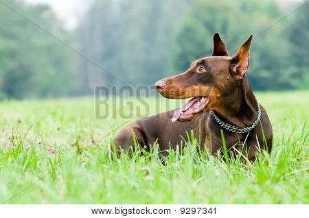 นอนน้ำตาล Doberman Pinscher