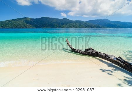 Trees Over A Sandy White Beach