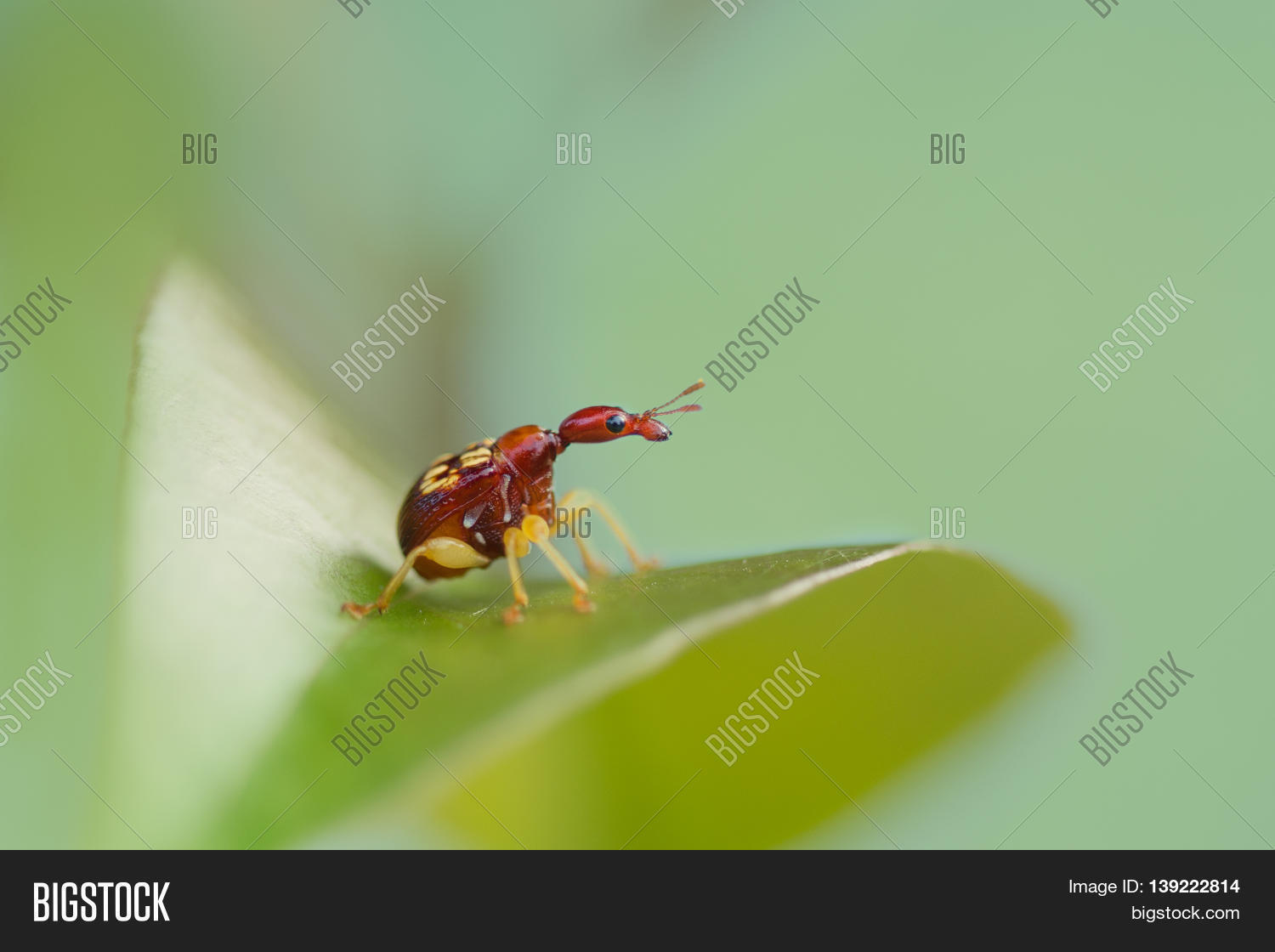 Trachelophorus Giraffa Image & Photo (Free Trial) | Bigstock
