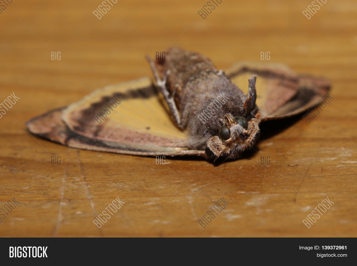 Dead Moth Lying On Image & Photo (Free Trial) Bigstock