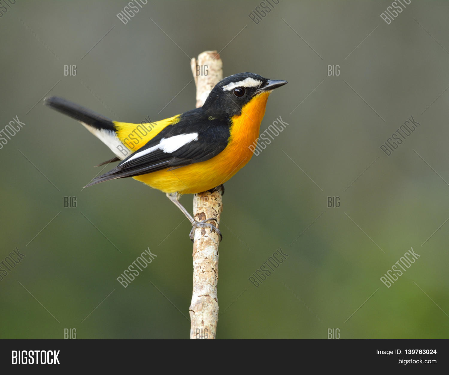Yellow-rumped Image & Photo (Free Trial) | Bigstock