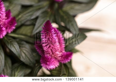 Purple pink flower of Celosia, also known as cockscomb or woolflowers, bloom in Africa, Mexico and even China as a perennial in gardens in summer.