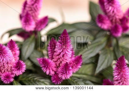 Purple pink flower of Celosia, also known as cockscomb or woolflowers, bloom in Africa, Mexico and even China as a perennial in gardens in summer.