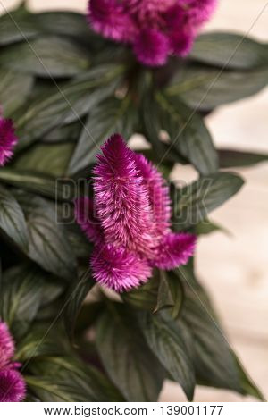 Purple pink flower of Celosia, also known as cockscomb or woolflowers, bloom in Africa, Mexico and even China as a perennial in gardens in summer.