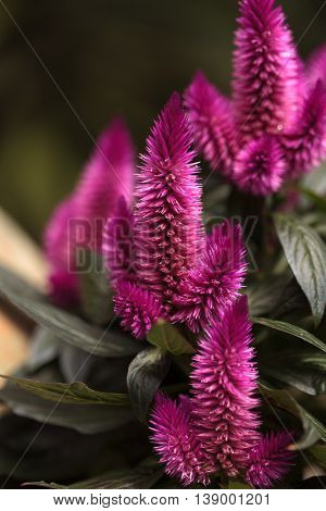 Purple pink flower of Celosia, also known as cockscomb or woolflowers, bloom in Africa, Mexico and even China as a perennial in gardens in summer.