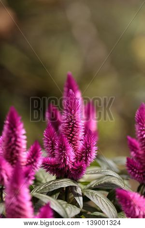 Purple pink flower of Celosia, also known as cockscomb or woolflowers, bloom in Africa, Mexico and even China as a perennial in gardens in summer.